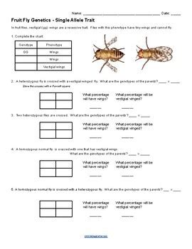 Fruit Fly Genetics Simulation Answers PDF