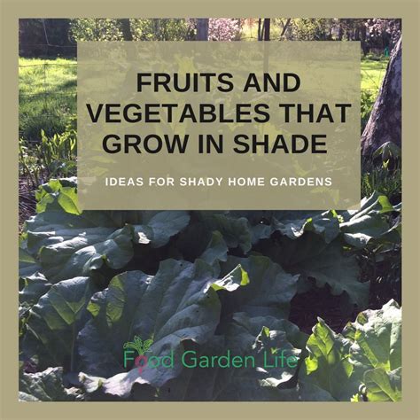 Fruit Grown in the Shade PDF