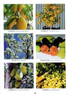 Fruit Tree Catalogs Free