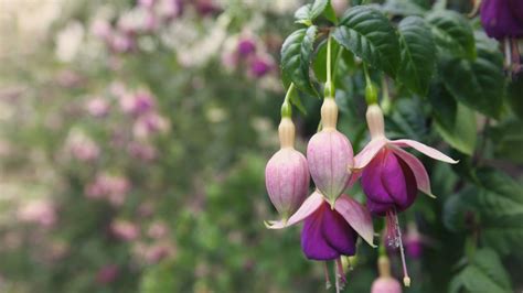 Fuchsia Fertilizer: The 3-7-7 Formula to Enhance Spectacular Blooms