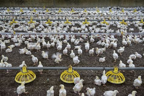 Fueling Poultry Performance with Precision Feeding