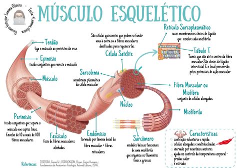 Função do Músculo Cassineli