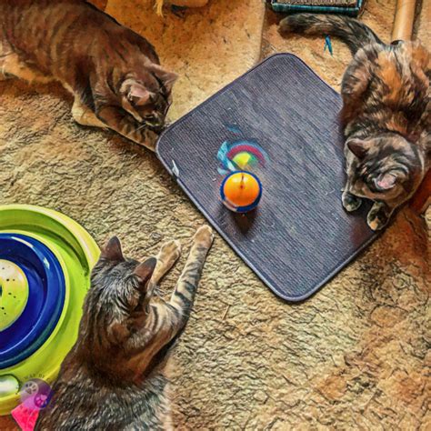 Fun Pet Toys for Socialization and Training in 2025