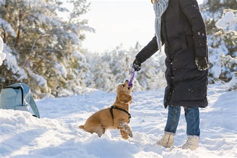 Fun Pet Training for Obedience: 2025 Unleashing the Joy