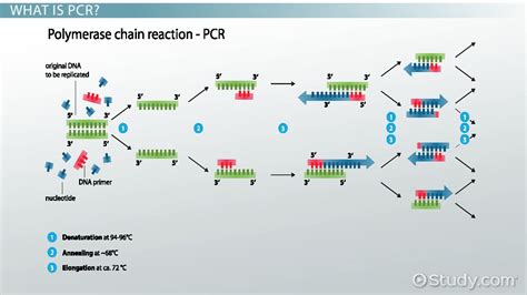 Function of TAQ Polymerase in PCR: The Heat-Resistant Enzyme Driving DNA Amplification