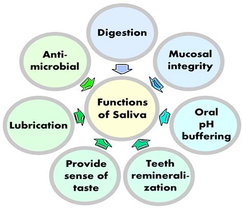 Functions of Spit