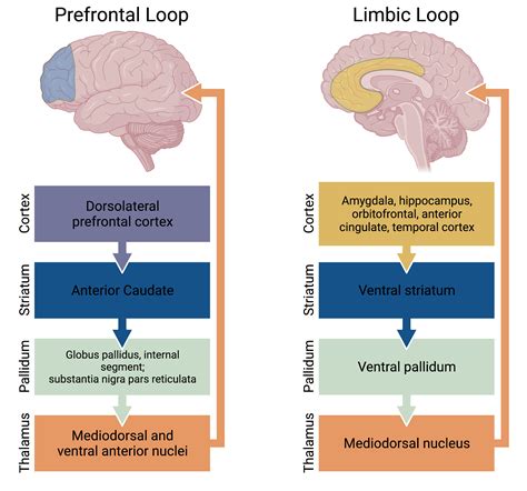 Functions of the Cortico-Basal Ganglia Loop Kindle Editon