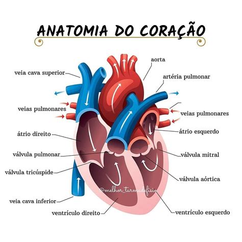 Fundo de Coração: Um Guia Completo para Compreender e Administrar seu Coração