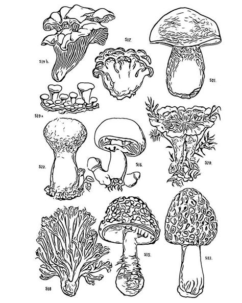Fungi Coloring Answers PDF