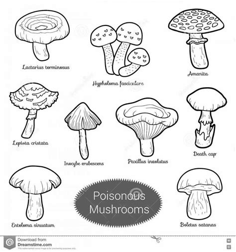 Fungi Coloring Worksheet Answer Key Epub