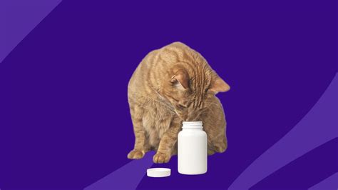 Furosemide For Cats Dosage Chart