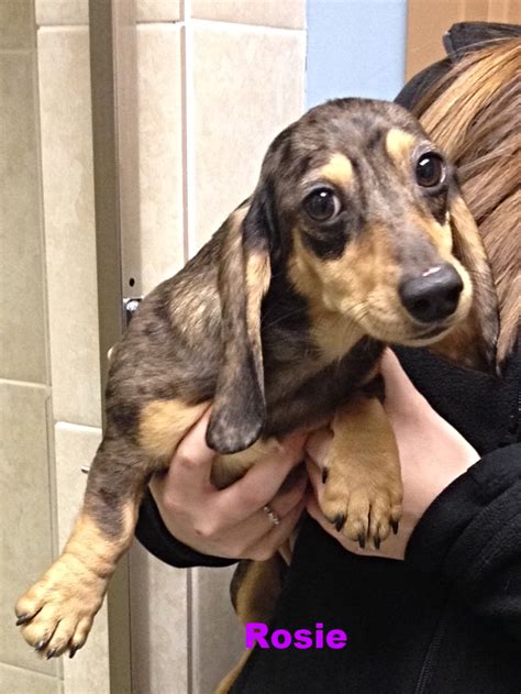 Furry Angels Dachshund Rescue: A Lifeline for Abandoned and Neglected Souls