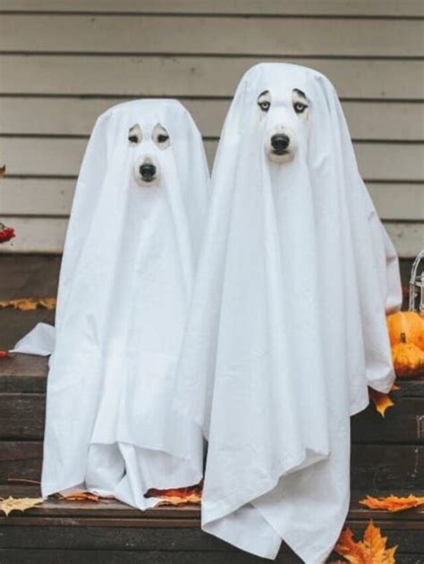 Furry Friends in Fabulous Fashion: The Ultimate Guide to the Funniest Dog Costumes