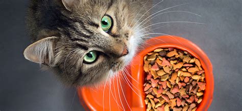 Fursure Pet Food for Cats: The 2025 Cat Food Revolution