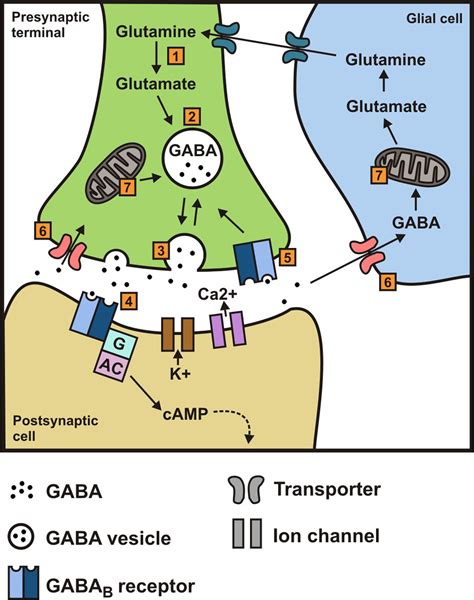 GABA Receptors, Transporters and Metabolism Epub
