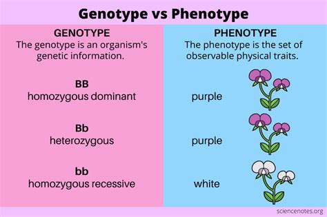 GENOTYPES AND PHENOTYPES FOR ONE TRAIT ANSWERS Ebook Kindle Editon