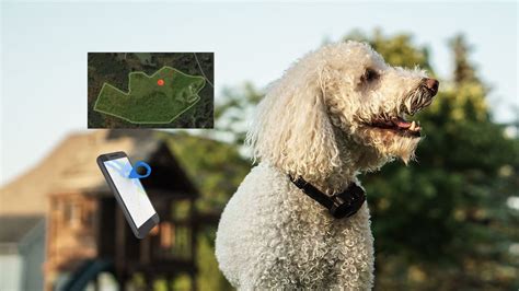 GPS Dog Fence VS Physical Fence: Freedom Unleashed in 2025