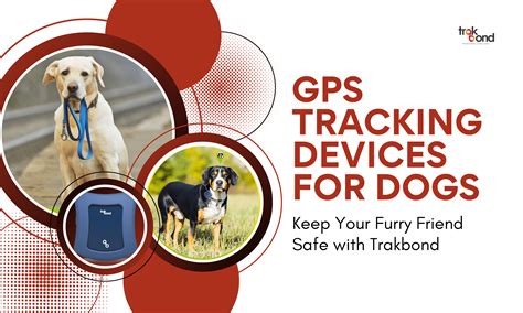 GPS Tracking Devices for Dogs: 10001 Ways to Keep Your Furry Friend Safe