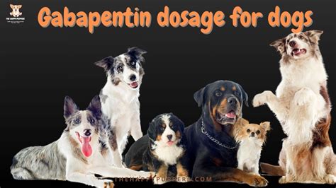 Gabapentin Dosage for Dogs: A Comprehensive Guide to Safe and Effective Treatment