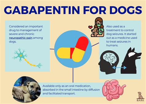 Gabapentin and Gabapentin Enacarbil Dosages for Dogs: A Comprehensive Guide