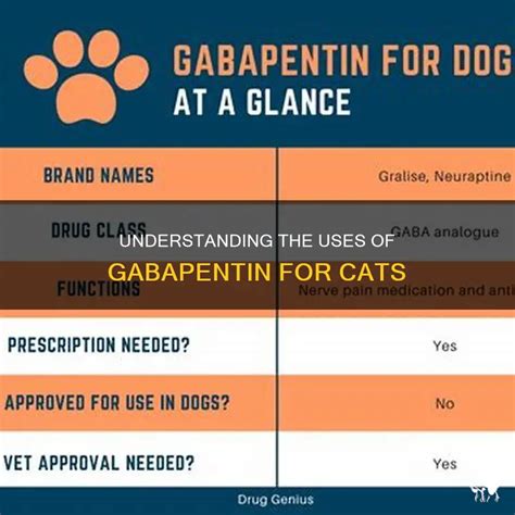 Gabapentin for Cats: Right Dosage for Feline Relief