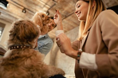 Gainesville Pet-Friendly Hotels: 10 Options for a Comfortable Stay with Your Furry Friend