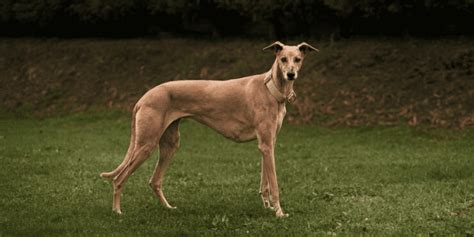 Galgos Russos: Um guia abrangente sobre os cães mais rápidos do mundo