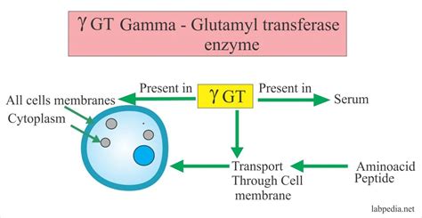 Gama Glutamil Transferase: O Que Você Precisa Saber