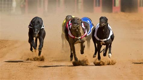 Ganhe mais com aposta em corrida de galgos