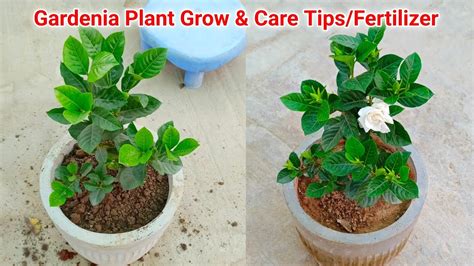 Gardenia Plant Fertilizer: 10,000 Essential Tips, Tricks, and Secrets