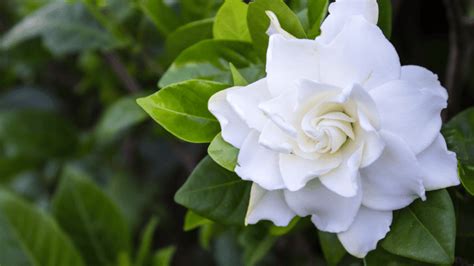 Gardenia Plant Fertilizer: The Ultimate Guide to Beautiful Blooms