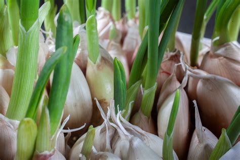 Garlic Growing at Home Learn to Grow Garlic by Yourself PDF