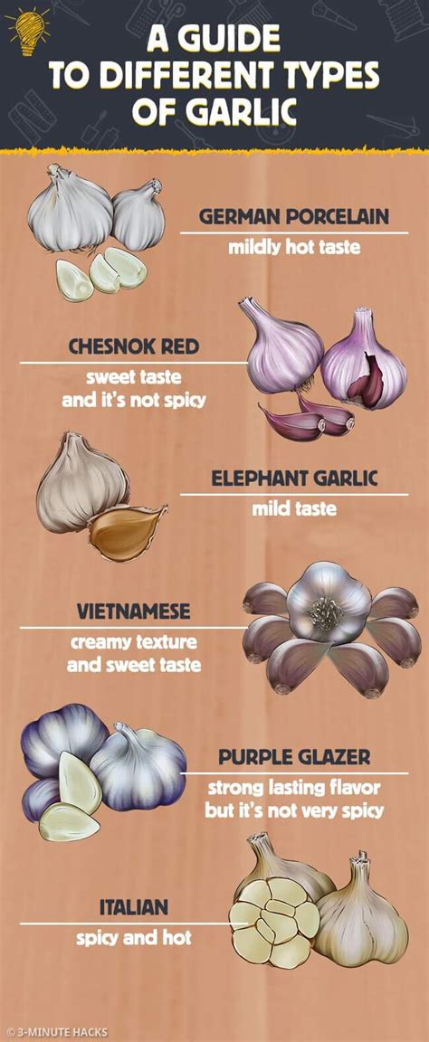 Garlic Varieties Chart