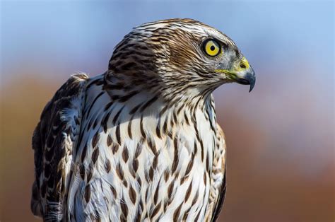 Gashawk: The Ultimate Bird of Prey for Hunting and Protection