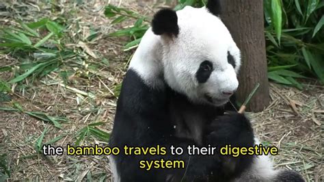 Gassy Panda: Understanding and Managing Digestive Woes in Pandas