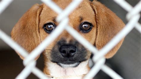 Gaston County Animal Adoption: 5,000 Animals Eager to Find Forever Homes