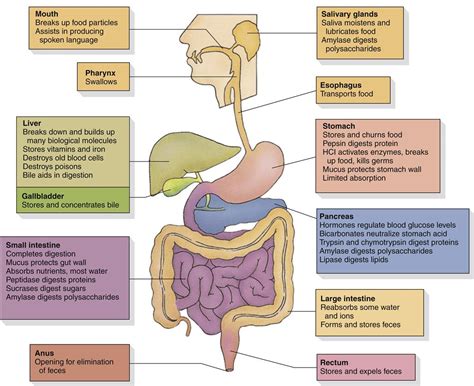 Gastrointestinal Functions Kindle Editon