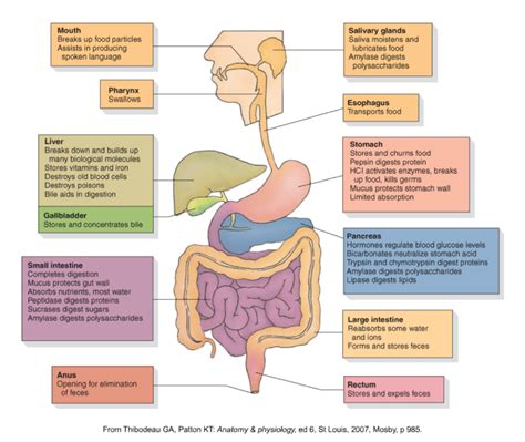 Gastrointestinal Pathophysiology Doc