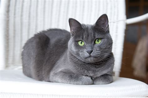 Gato Russo Azul: Um Guia Completo sobre a Raça Elegante e Afetuosa