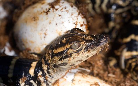 Gator Egg Biology