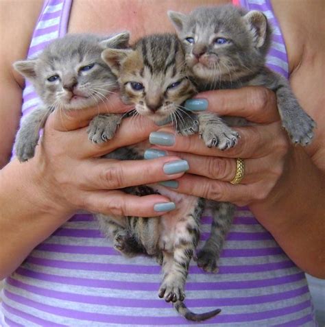 Gatos Rajadinhos: Um Tesouro Precioso para Amantes de Felinos