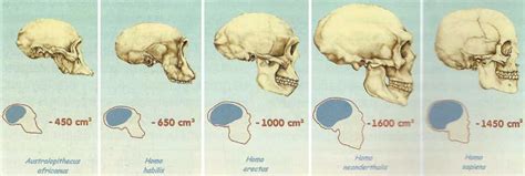 Gaze into the Skull's Eye: Unveiling the Mysteries of Skull Image Analysis