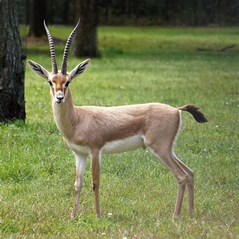 Gazella leptoceros