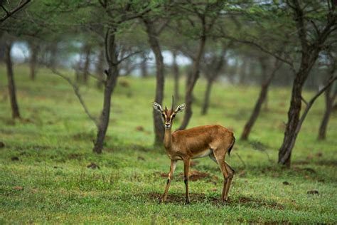 Gazelle—A Guide to the Three Timid Species in Blue, Yellow, and Burgundy