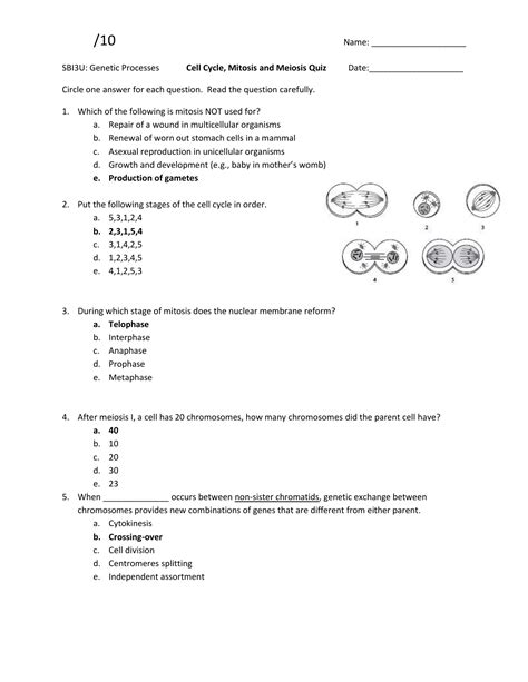 Gcse Exam Questions And Answers Mitosis Meiosis Kindle Editon