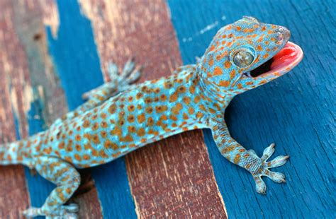 Gecko Tails PDF