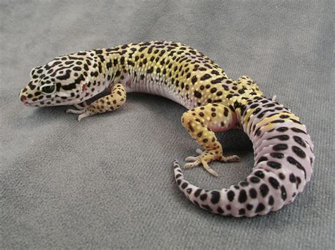 Gecko Tails Kindle Editon