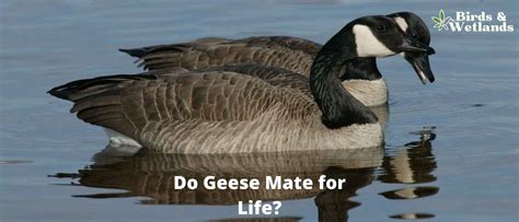Geese Mate For Life Volume 1 Kindle Editon