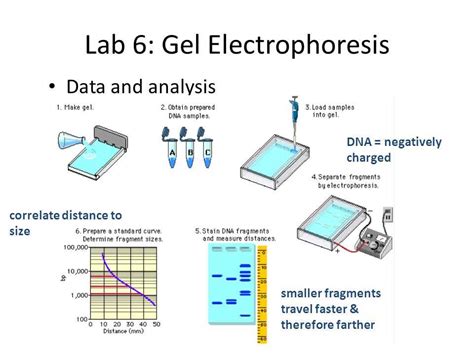 Gel Electrophoresis Lab Answers PDF