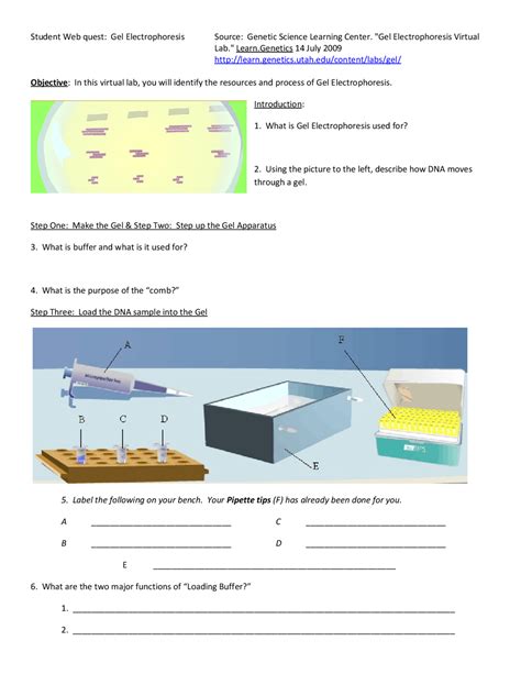 Gel Electrophoresis Lab Simulation Answer Key PDF